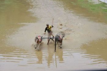 Jejak kerbau, jejak peradaban